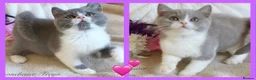 British Shorthair cats for sale: Gorgeous British Shorthairs Registered - Advert 1