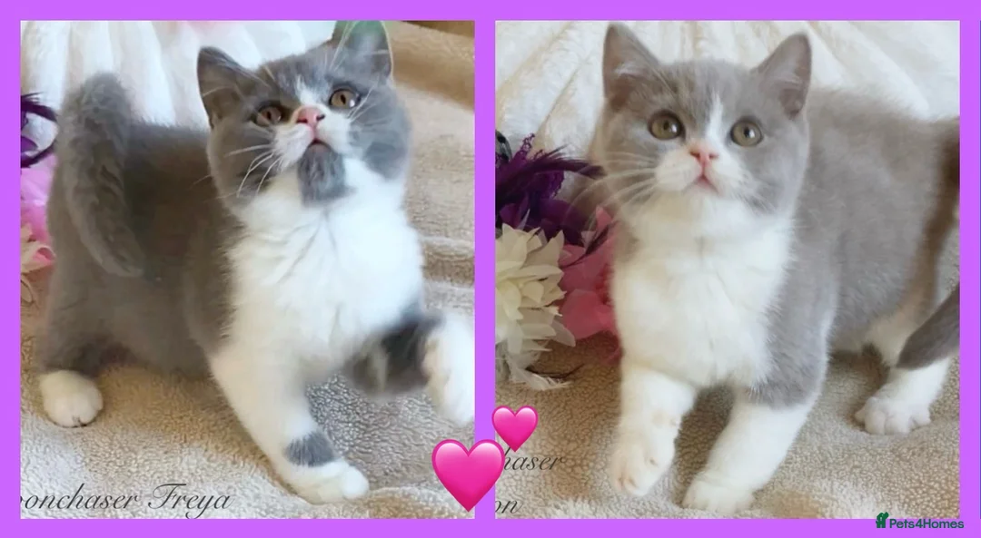 British Shorthair cats for sale: Gorgeous British Shorthairs Registered - Advert 1