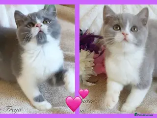 British Shorthair cats Gorgeous British Shorthairs Registered - Advert 1