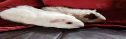 Guinea Pig rodents for sale: Baby guinea pigs  in Petworth - Advert 8