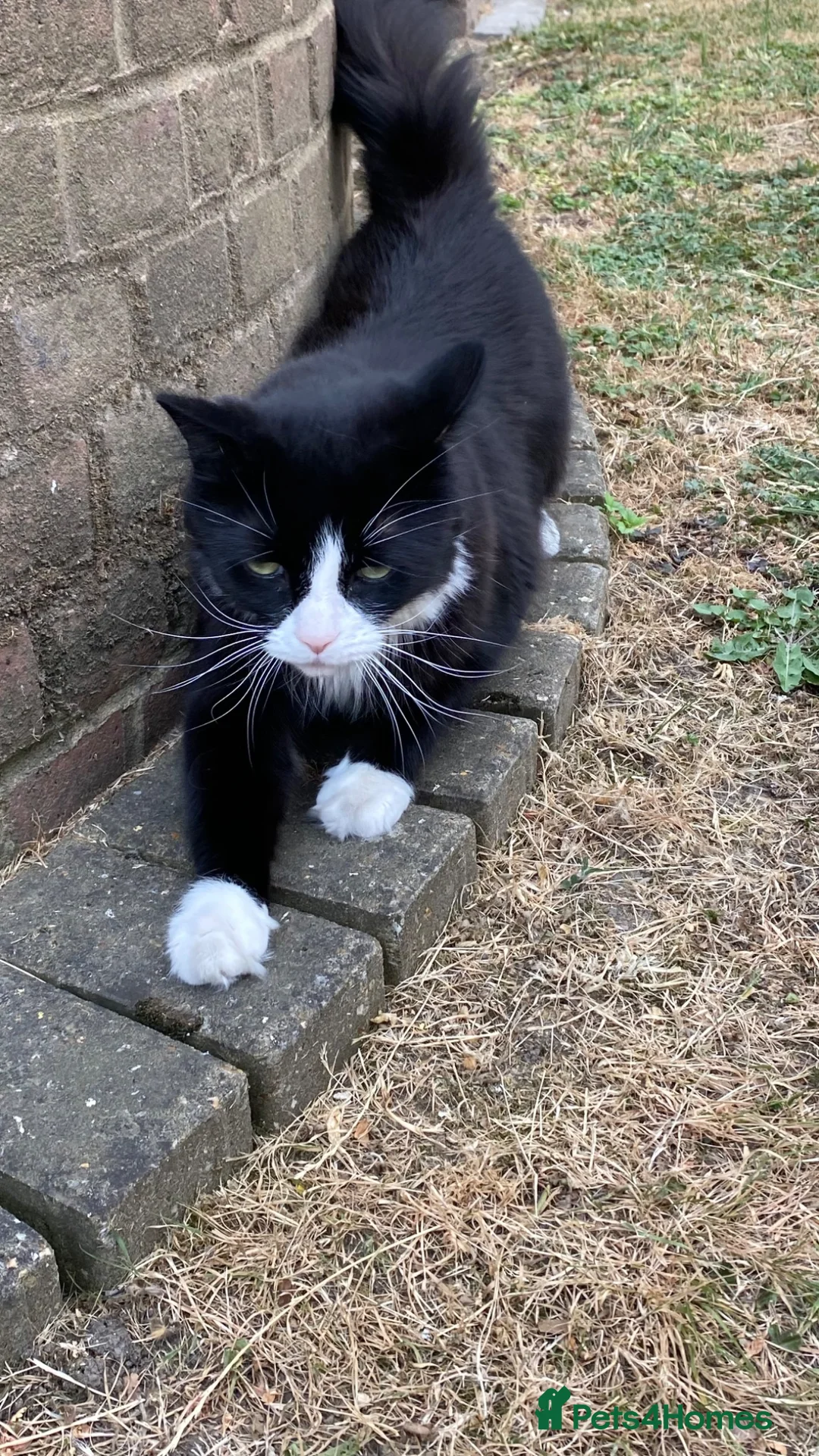 British Longhair cats for sale:  looking for a new safe loving home.  - Advert 7