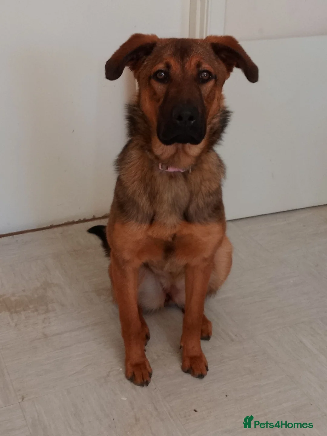 Belgian Shepherd Dog dogs for sale: 11 month old Belgium malinoisx  in Northampton - Advert 2