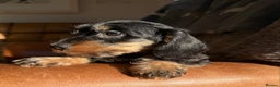 Dachshund dogs for sale: KC registered mini wires - Advert 9