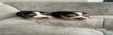 Puppy 2