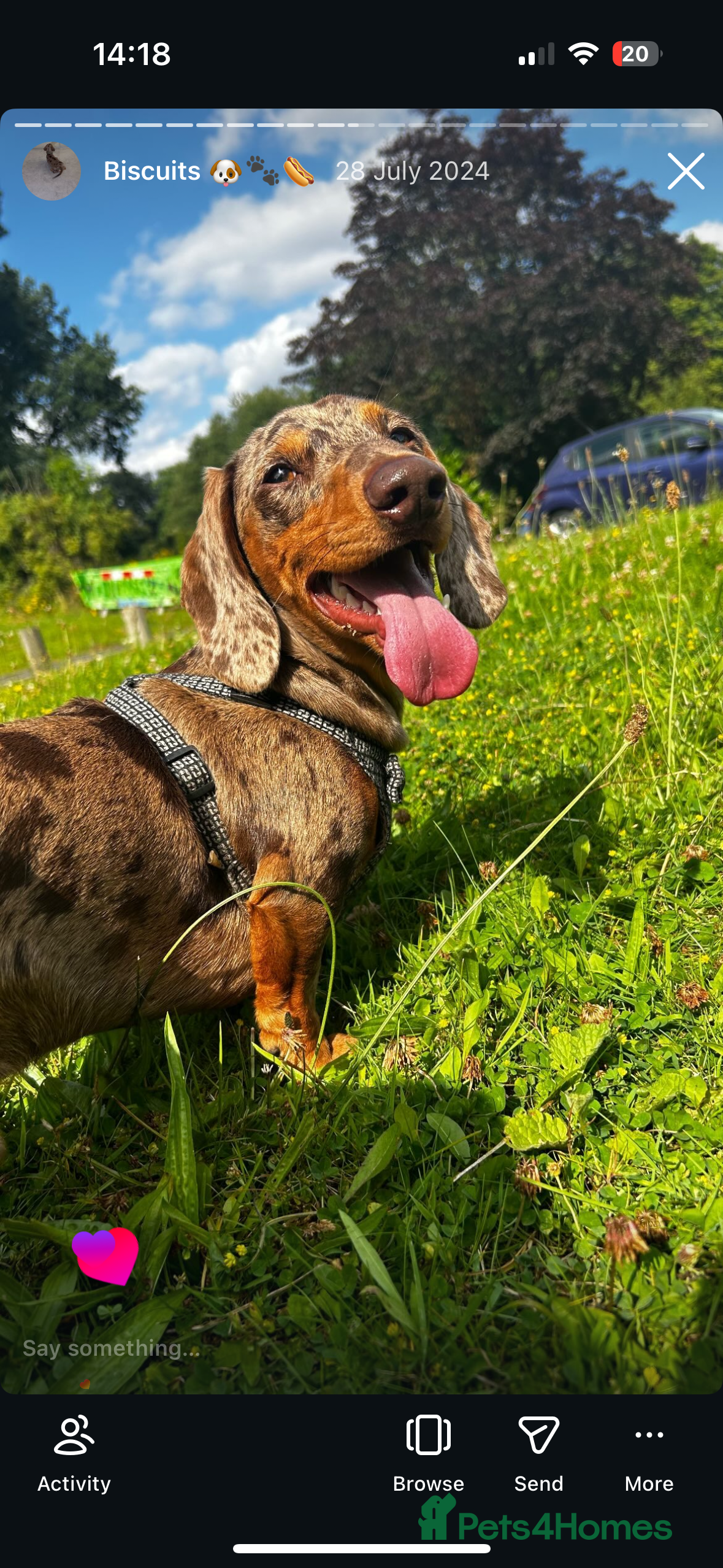 Miniature Dachshund dogs Rehoming needed  in Belper - Advert 16
