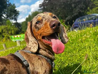 Miniature Dachshund dogs Rehoming needed in Belper - Advert 16