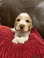 Cocker Spaniel dogs - Advert 1