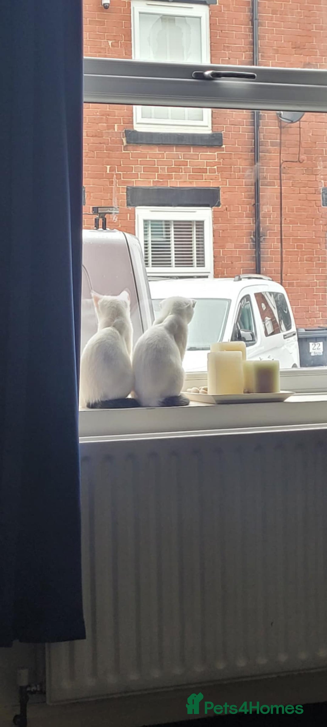 Mixed Breed cats for sale: 2 beautiful sisters - Advert 3