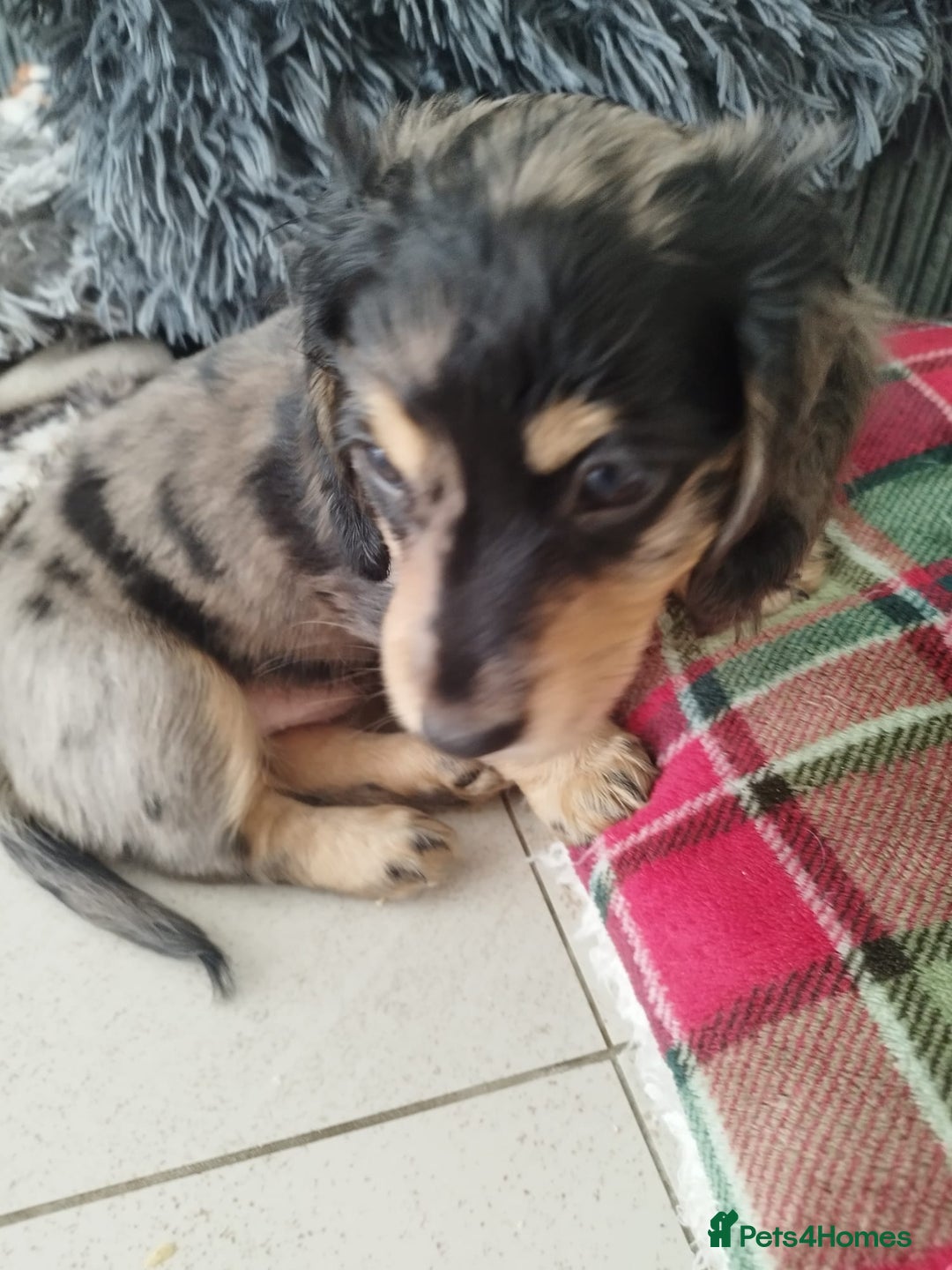Dachshund dogs for sale: MINIATURE DACHSHUND! - Image 15