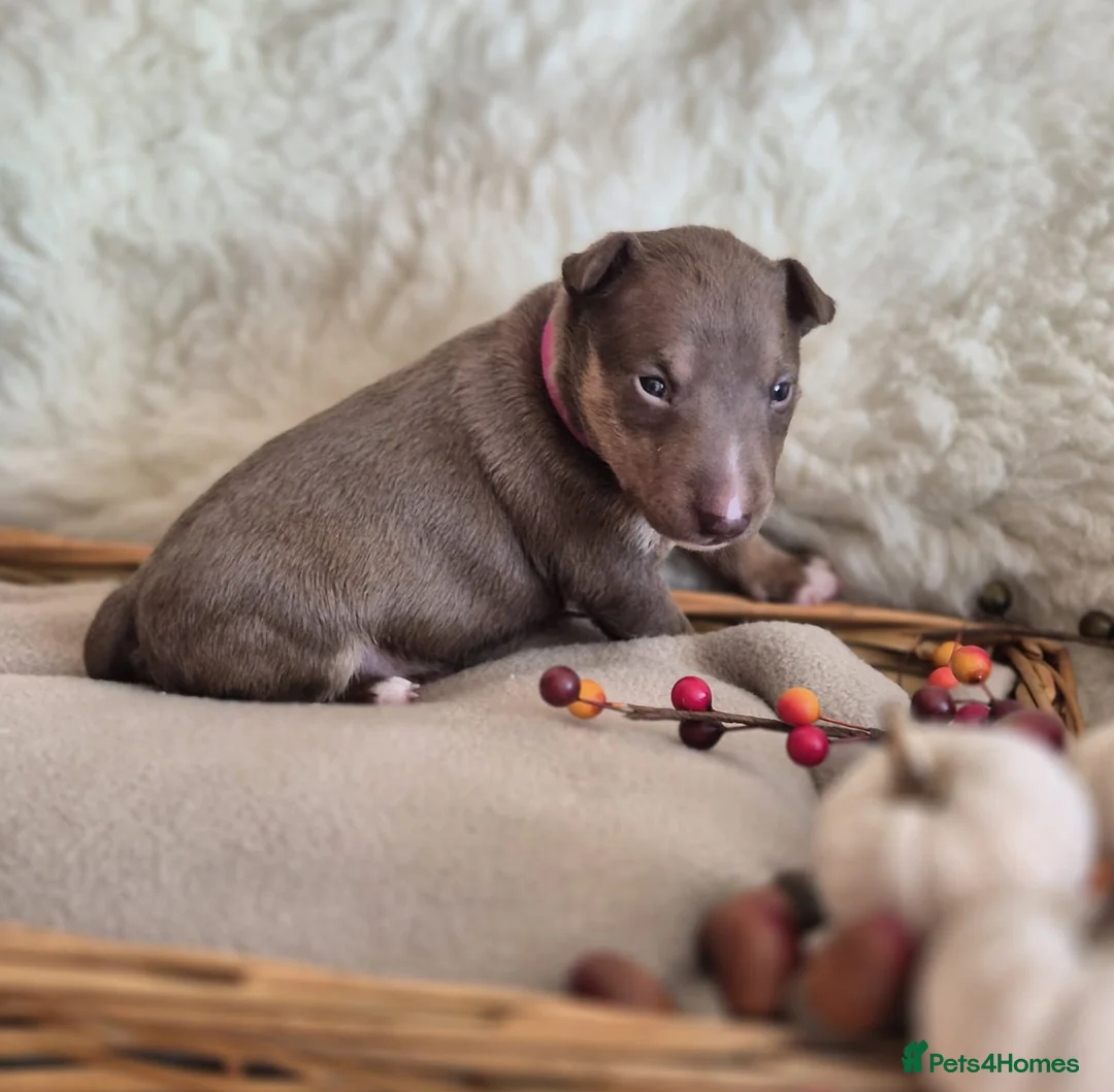 Miniature Bull terrier dogs for sale: REDUCED Exclusive Miniature Bull Terrier Pups  - Advert 11