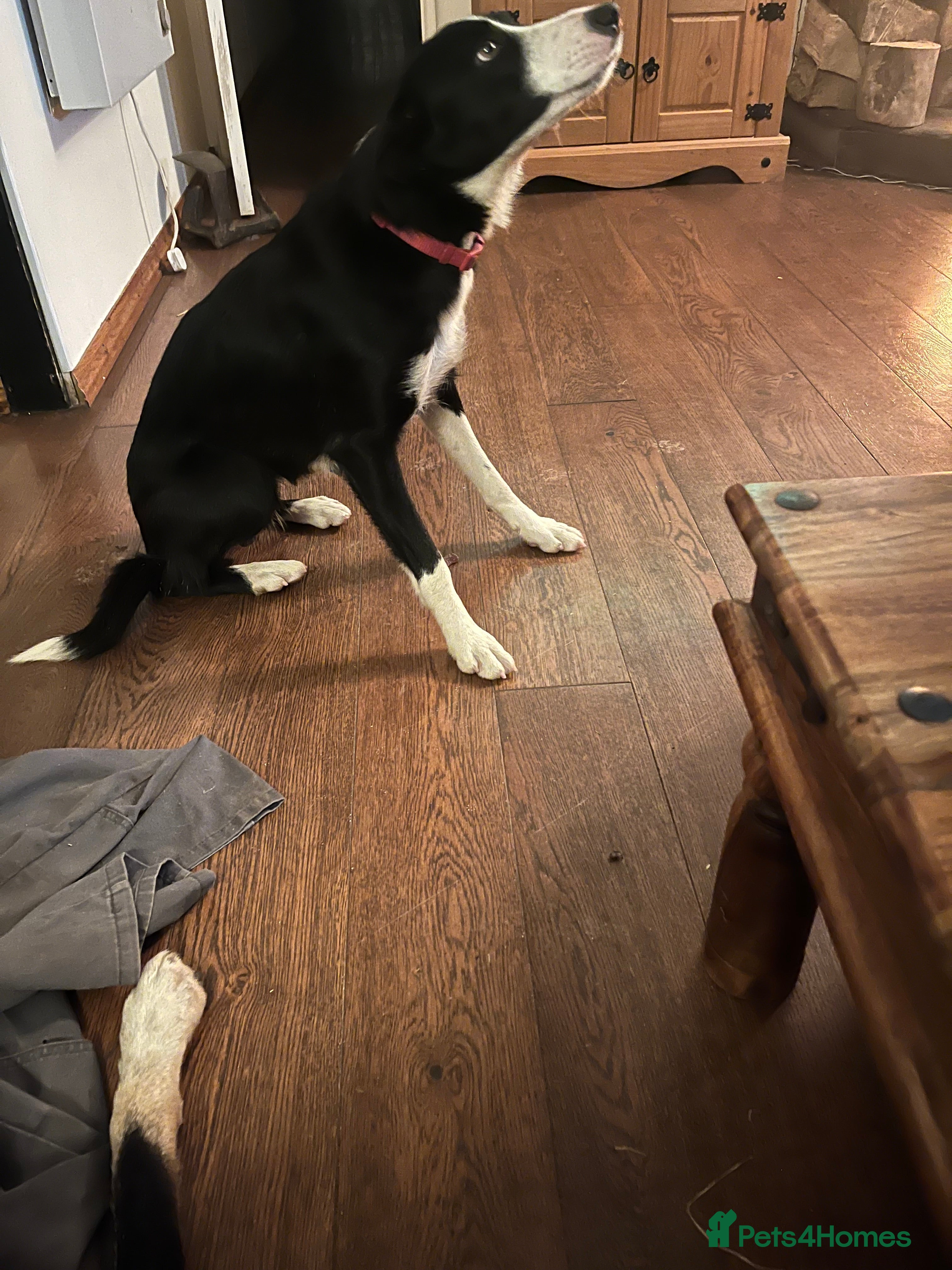 Border Collie dogs Collie x kelpie pups  - Advert 12