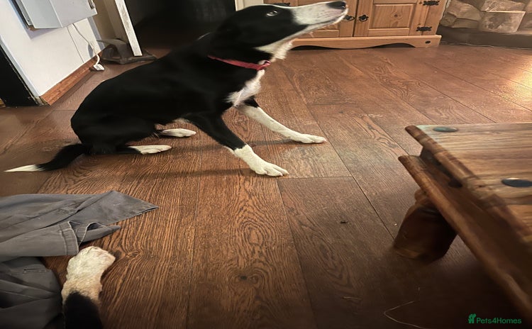 Border Collie dogs - Advert 2