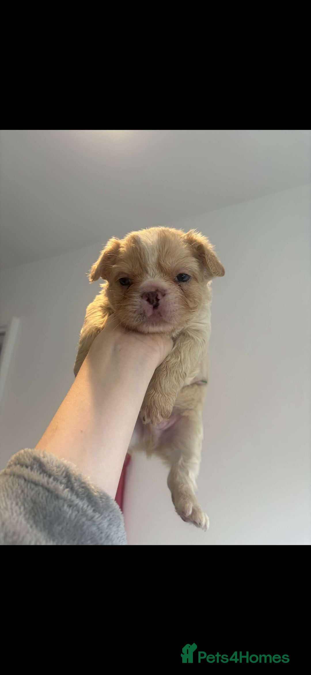 French Bulldog dogs for sale: Fluffy french bulldogs puppies - Image 6
