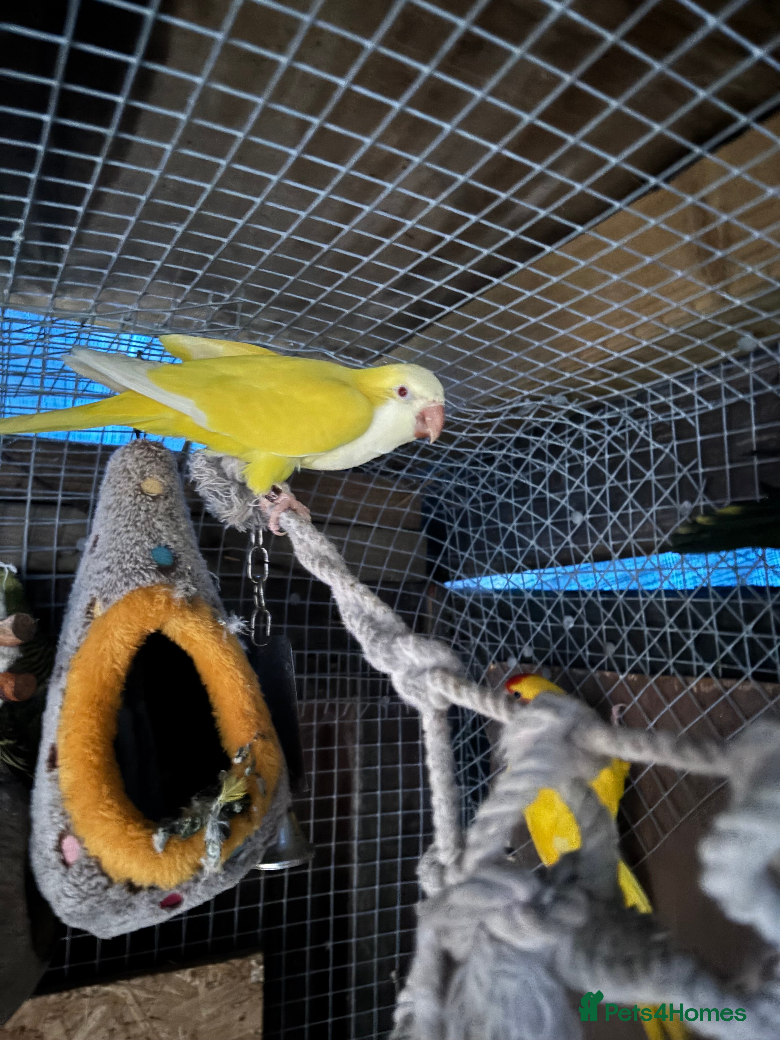 Parrots birds Quaker parrots - Advert 1