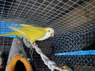 Parrots birds Quaker parrots - Advert 1