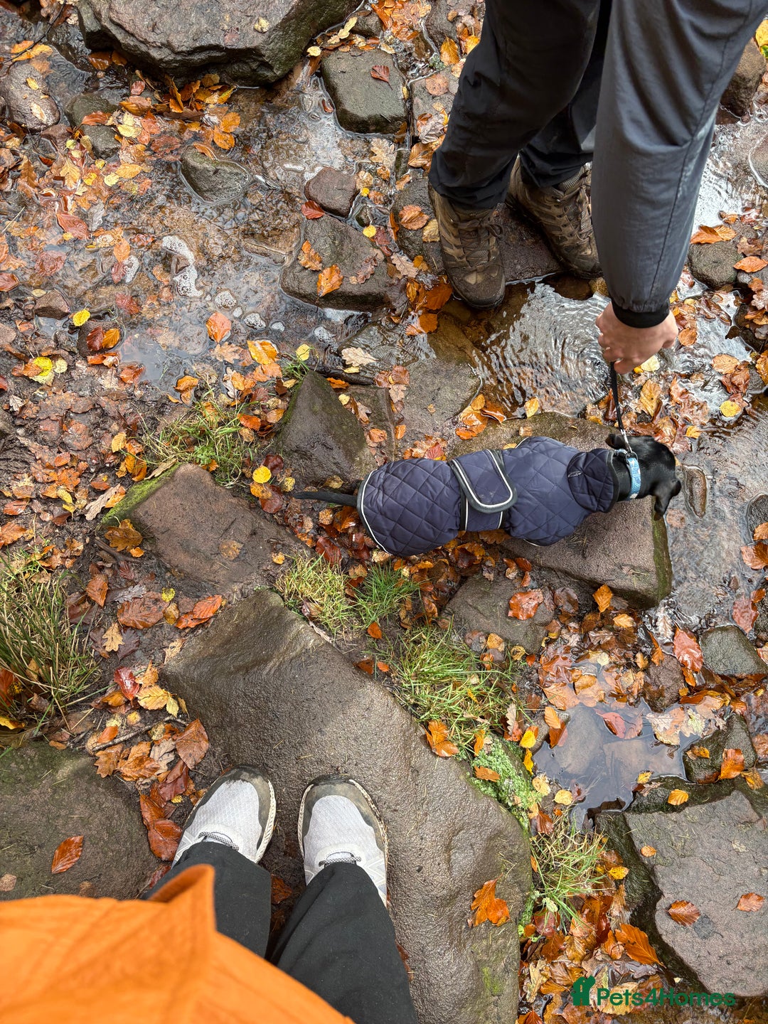 Miniature Dachshund dogs for sale: Miniature Dachshund Boy For Sale 7 Months  - Advert 4