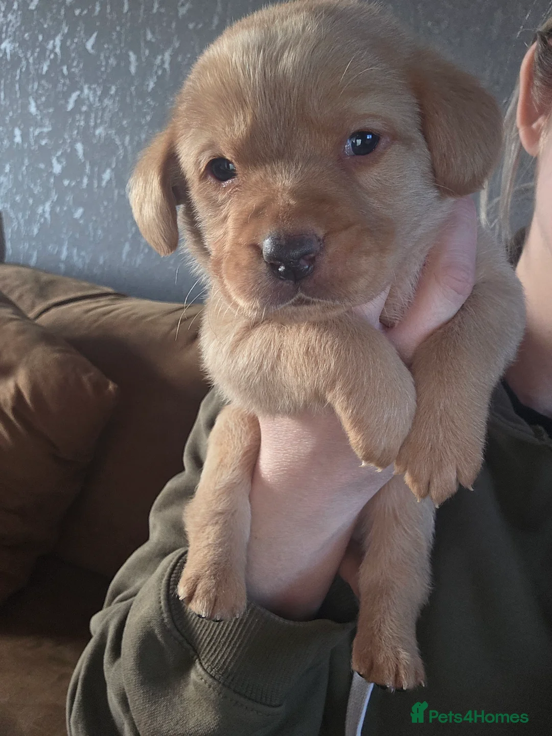 Labrador Retriever dogs for sale: 8 labrador puppies for sale  - Advert 4