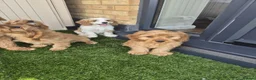 Mixed Breed dogs for sale: Cavapoo puppies in Milton Keynes - Advert 8