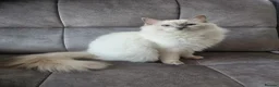 Ragdoll cats for sale: Ragdoll kittens DNA tested  - Advert 7