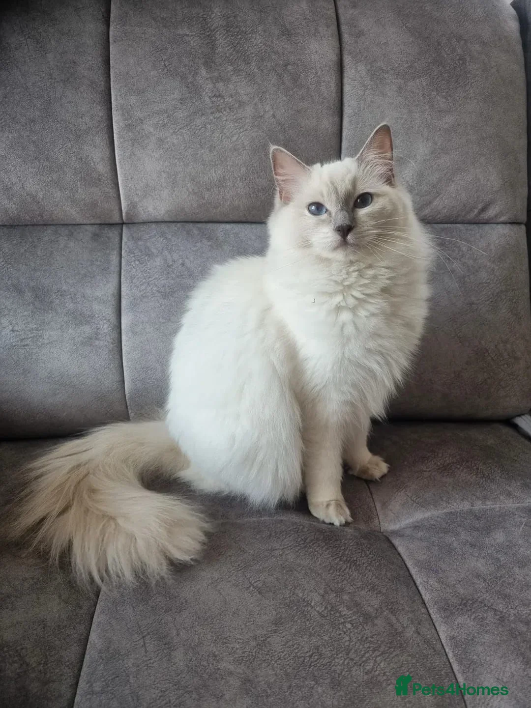 Ragdoll cats for sale: Ragdoll kittens DNA tested  - Advert 7