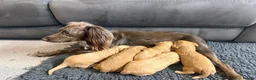 Cockapoo dogs for sale: Beautiful F1 Cockapoo Puppies  - Advert 17