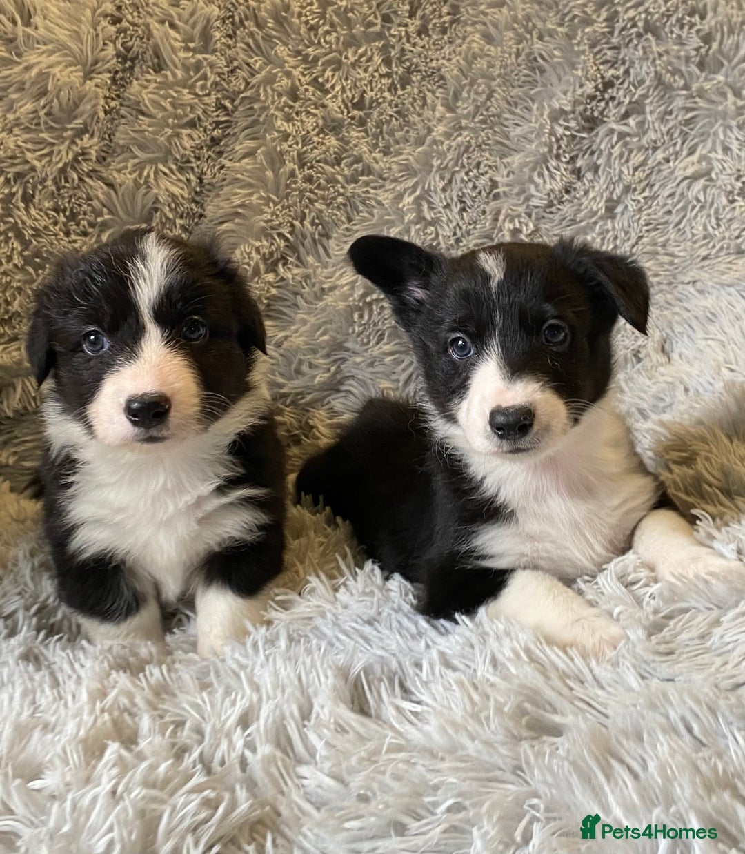 Mixed Breed dogs for sale: Gorgeous borgi pups - Image 5