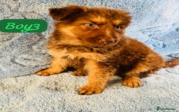 German Shepherd dogs for sale: German shepherd puppies  - Image 5