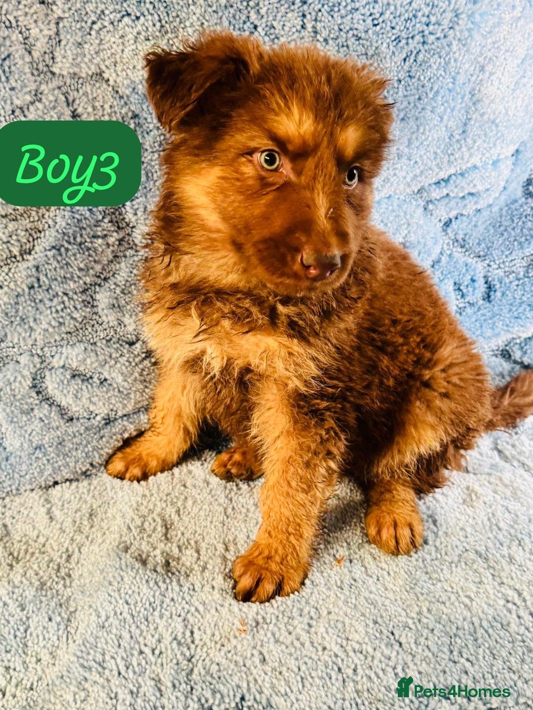 German Shepherd dogs for sale: German shepherd puppies  - Image 5