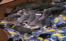 Domestic Shorthair cats for sale: 9 beautiful kittens - Image 8