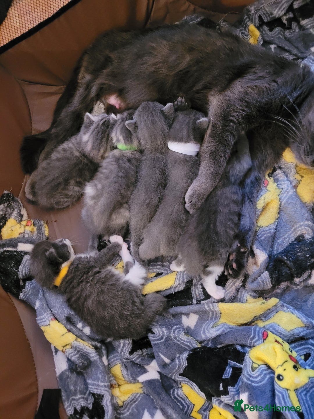 Domestic Shorthair cats for sale: 9 beautiful kittens - Image 8
