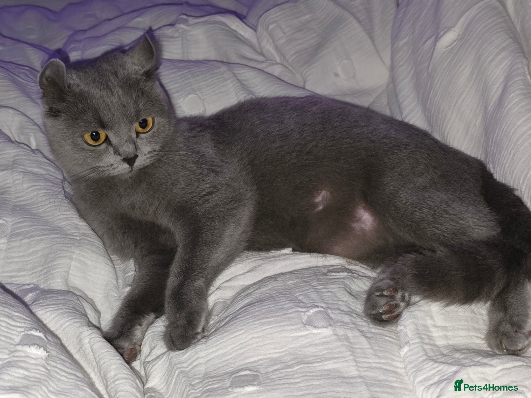 British Shorthair cats Blue British Shorthair Kittens – 1 Male & 1 Female - Advert 1