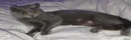British Shorthair cats for sale: Blue British Shorthair Kittens – 1 Male & 1 Female - Advert 2