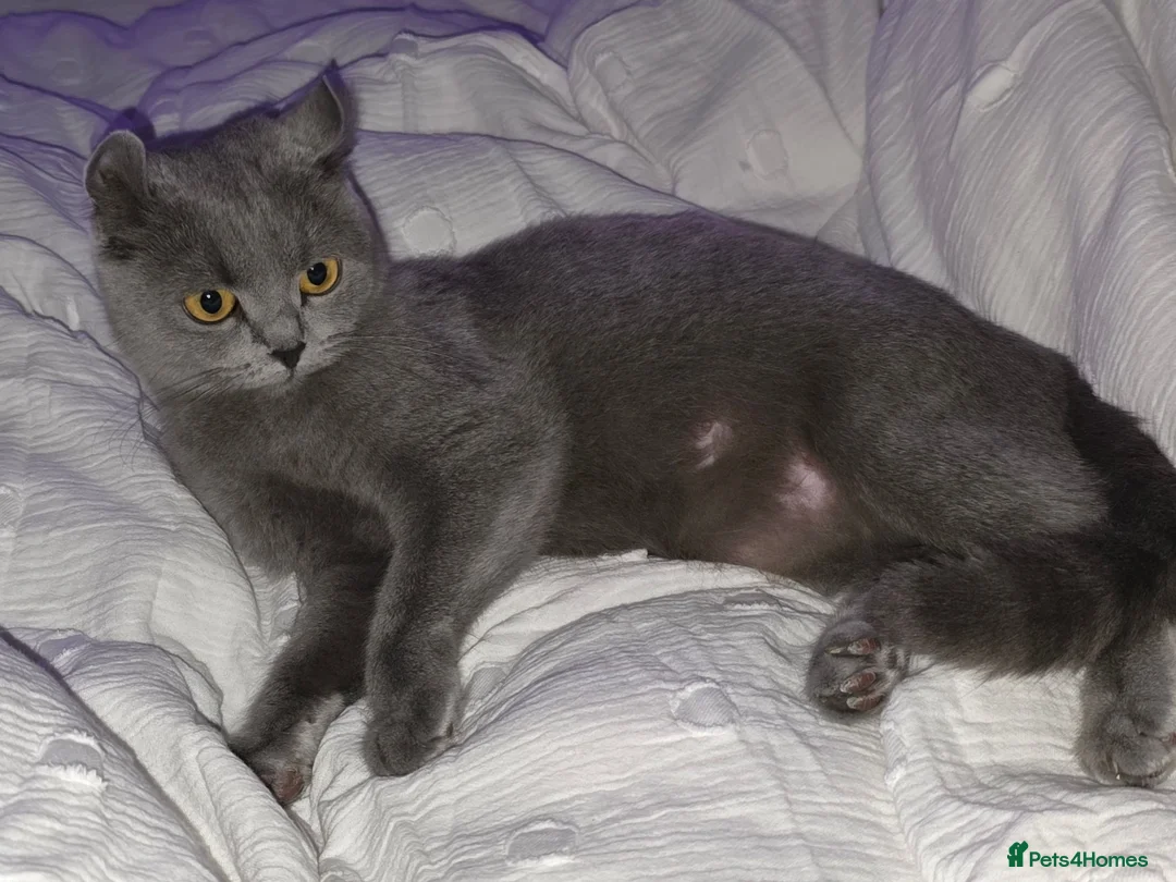 British Shorthair cats for sale: Blue British Shorthair Kittens – 1 Male & 1 Female - Advert 2
