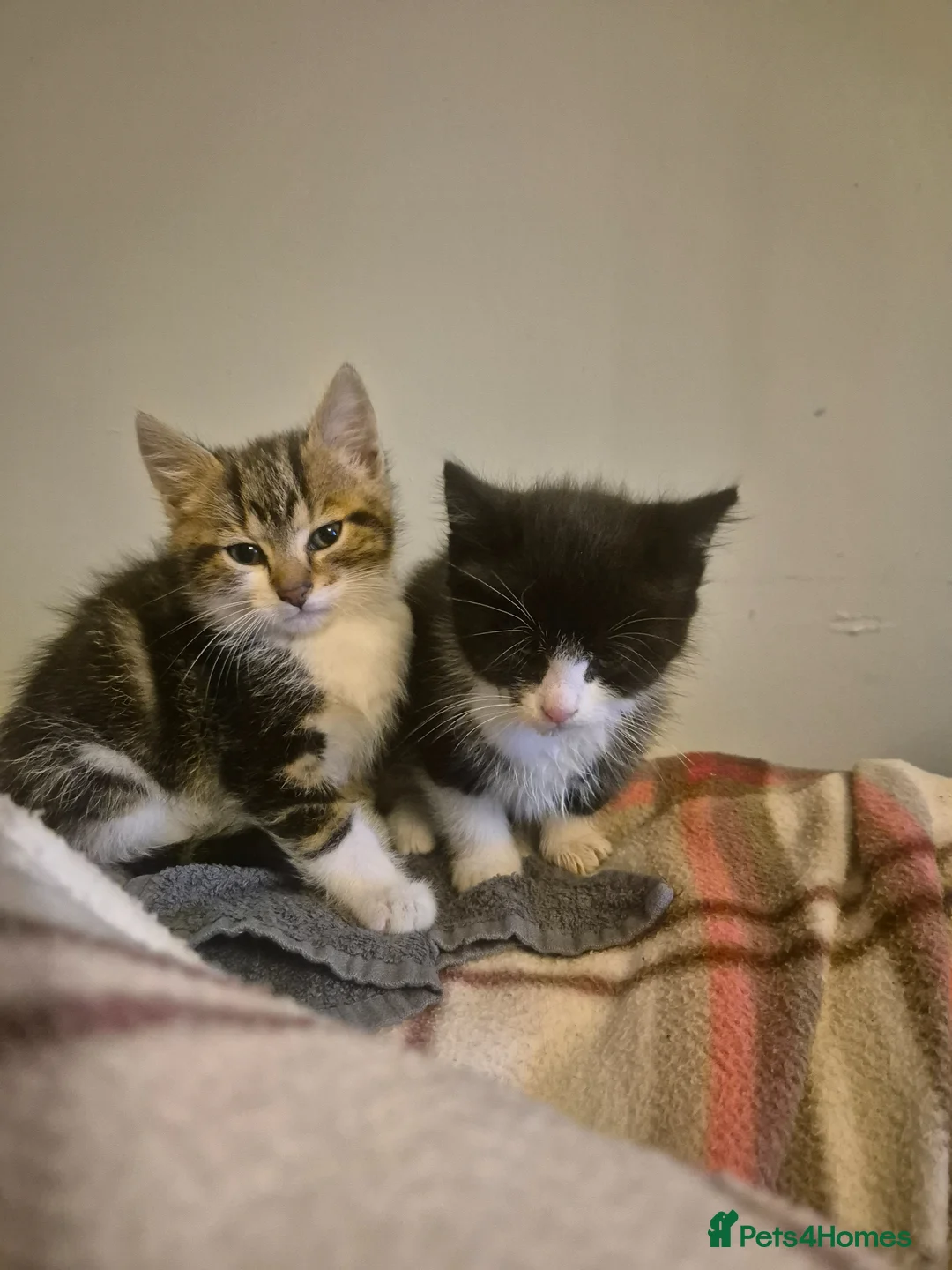 Mixed Breed cats for sale: Kittens Looking for Family Homes  - Advert 12