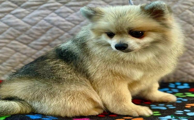 Pomeranian dogs - Advert 7