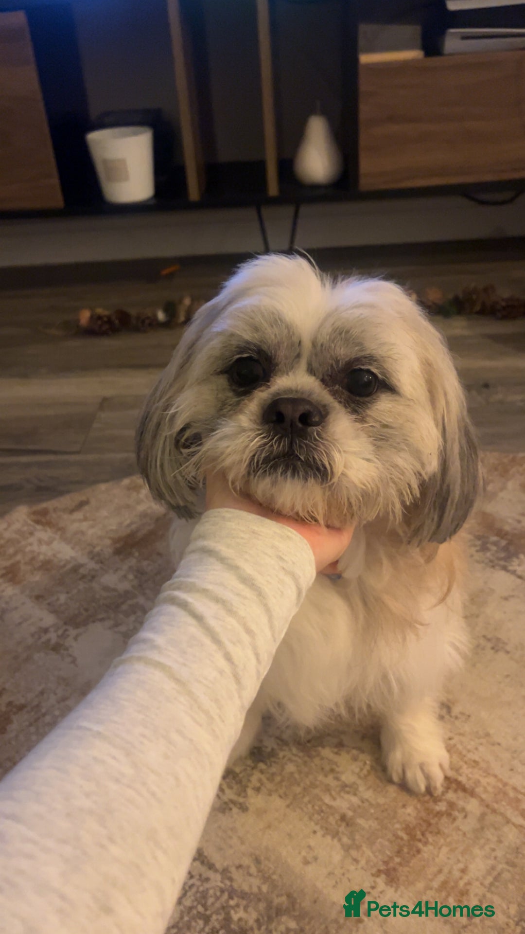 Mixed Breed dogs for stud: Mixed breed shih tzu/lassa- (Free)   - Advert 4