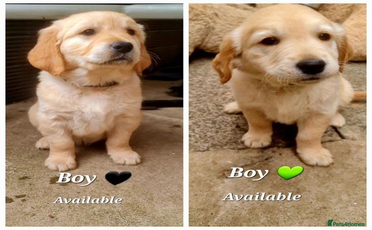 Golden Retriever dogs in Saint Helens - Advert 13