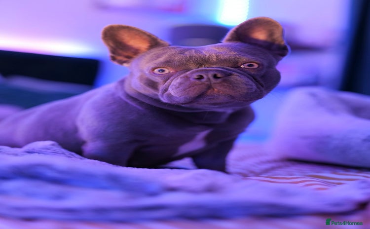 French Bulldog dogs for sale - Advert 1