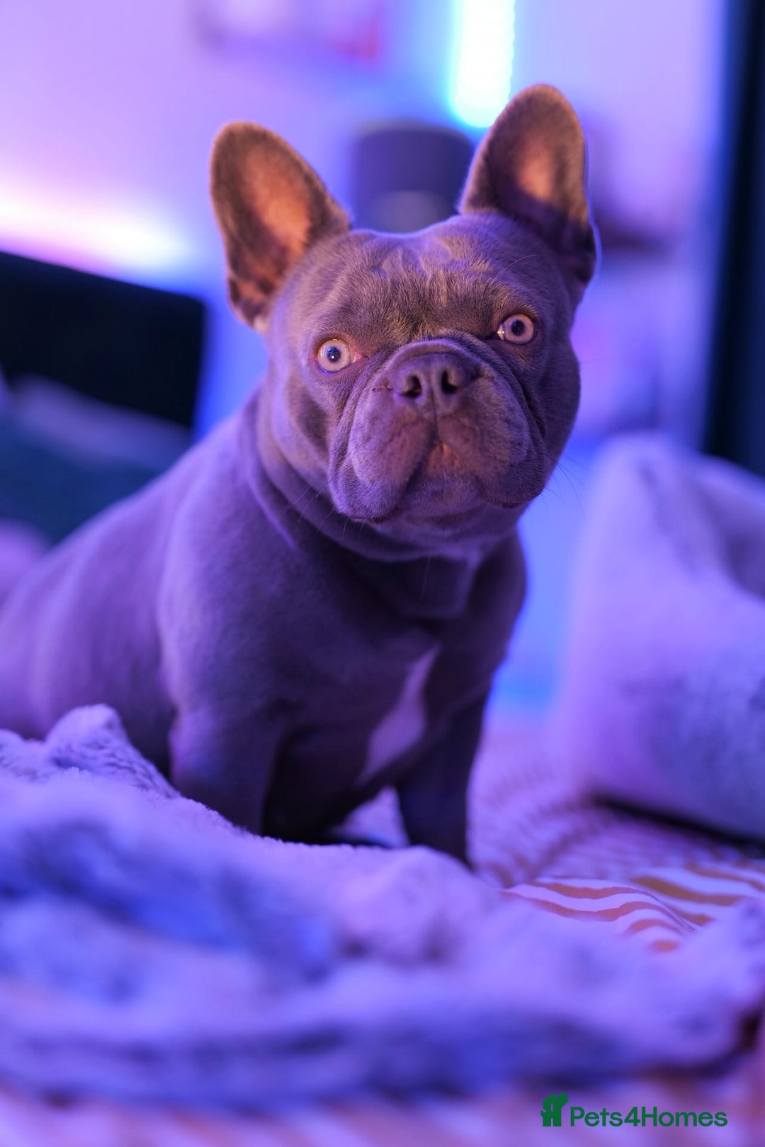 French Bulldog dogs for sale: French bulldog girl - Image 1