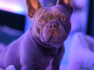 French Bulldog dogs - Advert 1