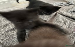 British Shorthair cats for sale: Adorable kittens for sale  - Image 3