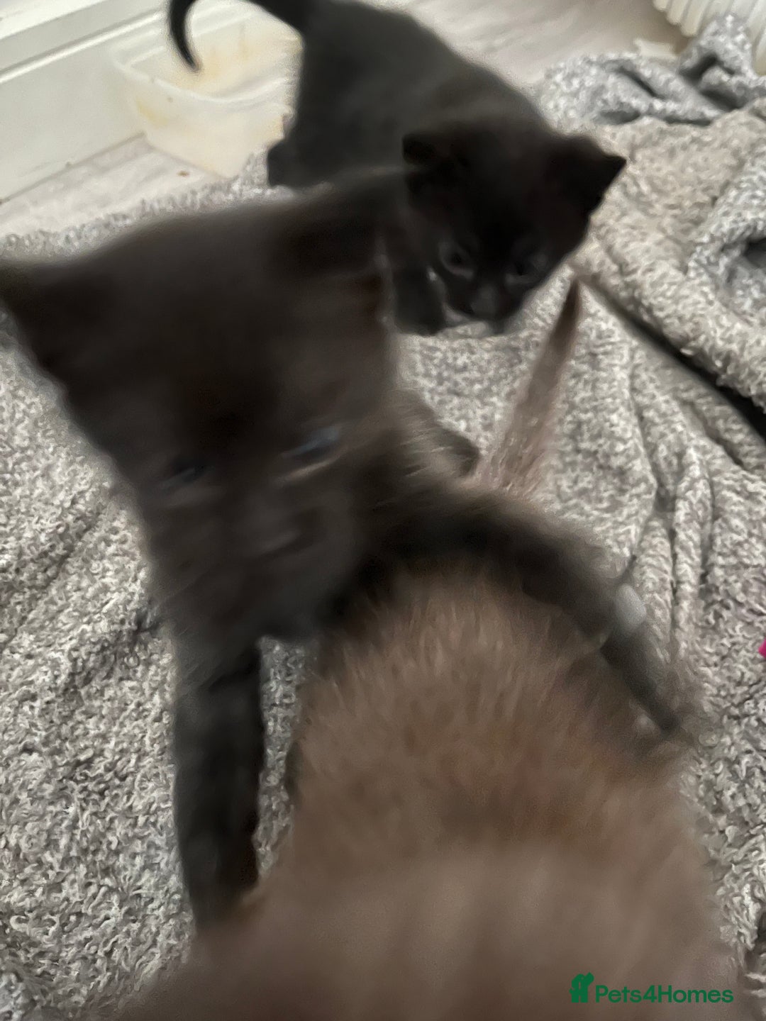 British Shorthair cats for sale: Adorable kittens for sale  - Image 3