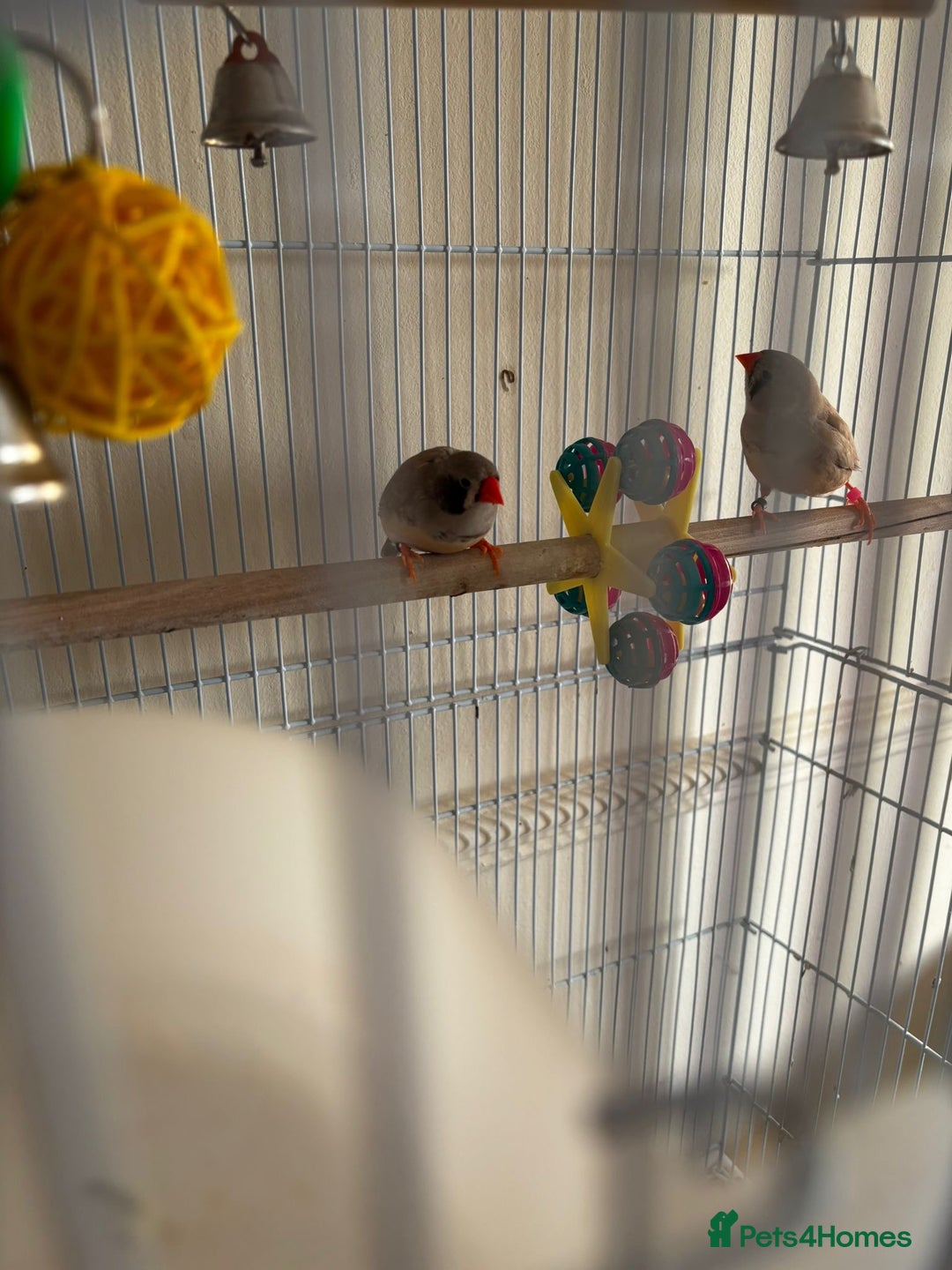 Finches birds for sale: Zebra Finches - Advert 2