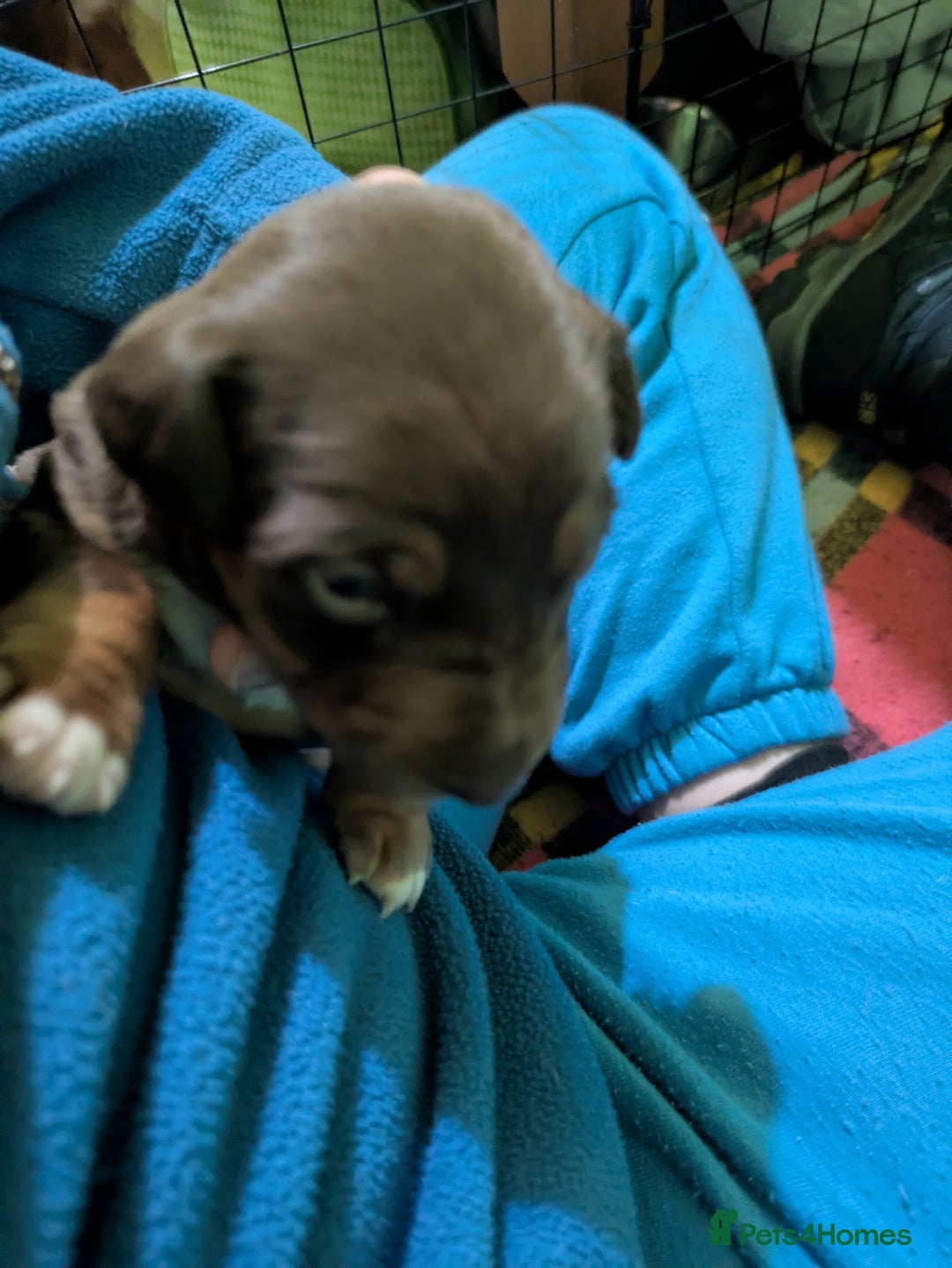 Mixed Breed dogs for sale: Janiel puppies  - Advert 5