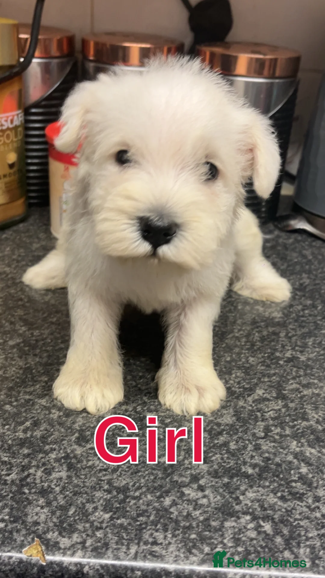 Miniature Schnauzer dogs for sale: Miniature Schnauzer Puppies - Advert 5