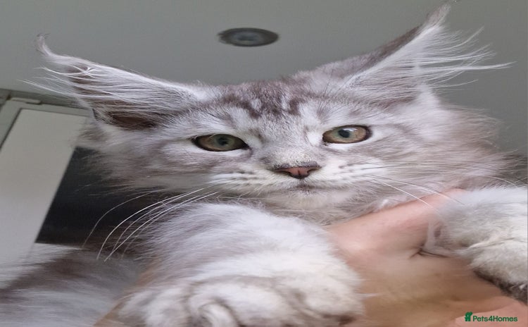 Maine Coon cats - Advert 4