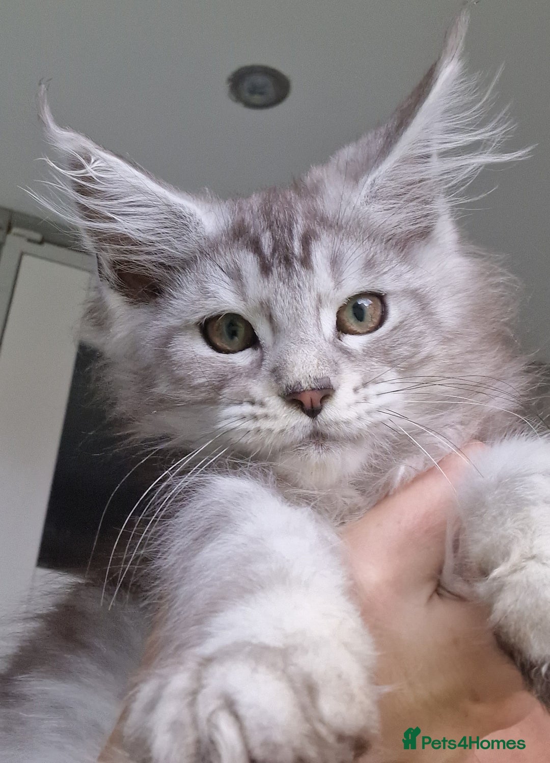 Maine Coon cats for sale: Maine coon kittens  - Image 1