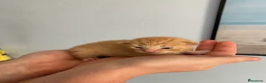 Stripey ginger boy 