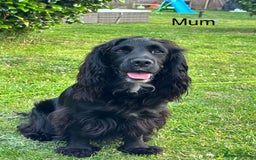 Cocker Spaniel dogs for sale: Cocker Spaniels For Sale - Image 8