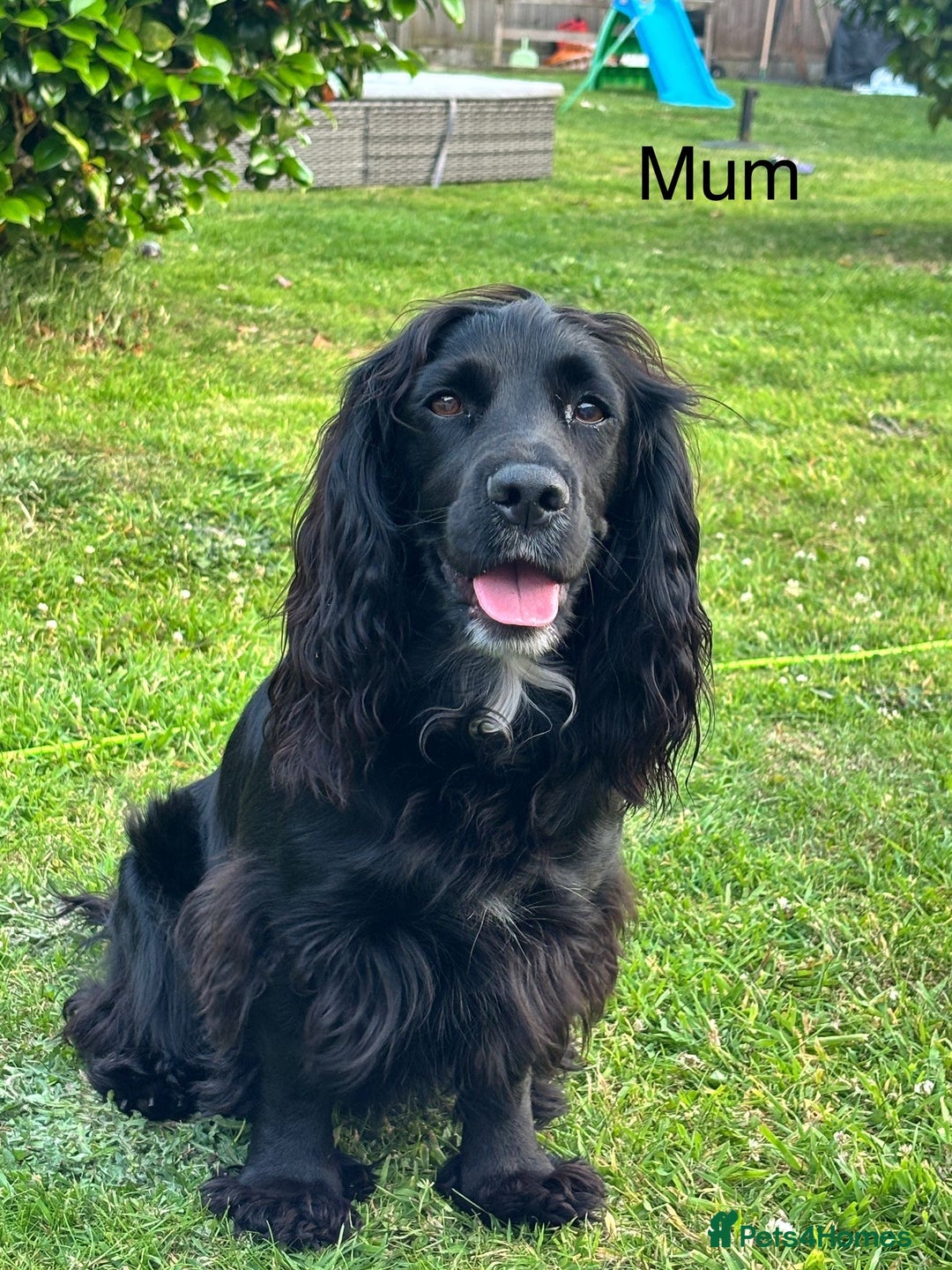 Cocker Spaniel dogs for sale: Cocker Spaniels For Sale - Image 8